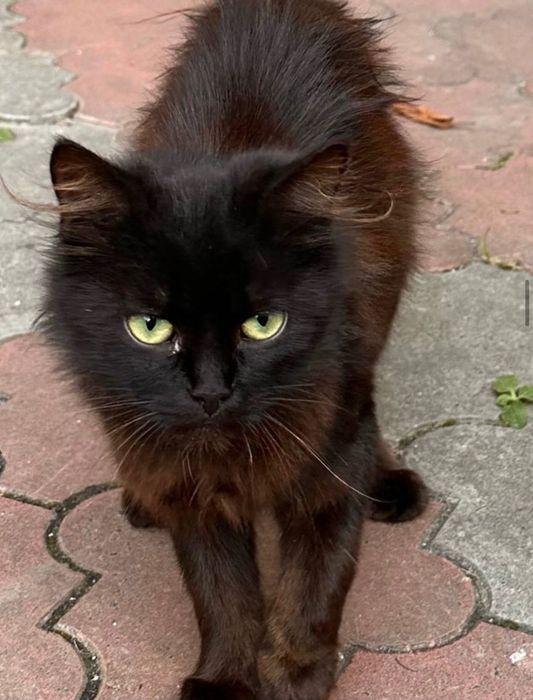 В добрі руки кішка 2р