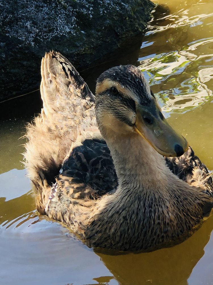 Vende-se patos adultos