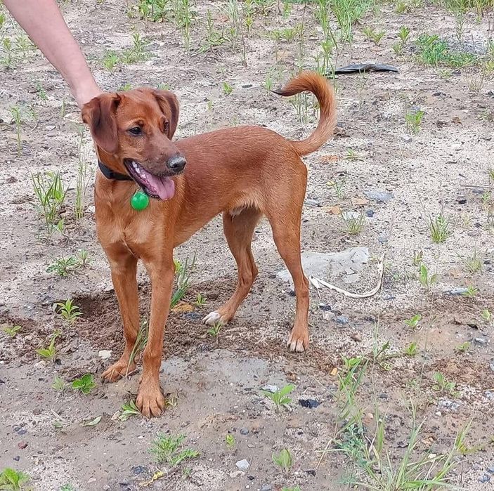 Witam oddam pieska w dobre rece