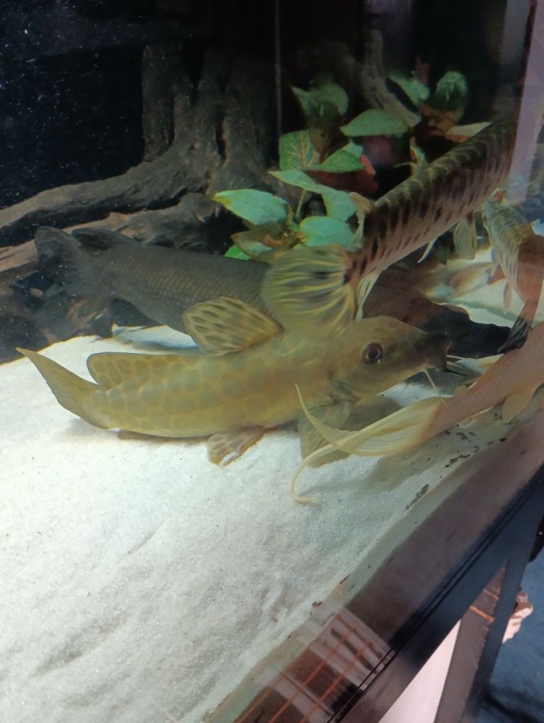 Auchenoglanis occidentalis(Girafe Catfish)