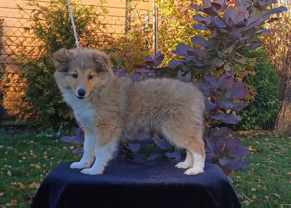 Owczarek szetlandzki samiec ZKwP i FCI