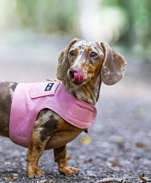 Шоколадно- мраморна дівчинка