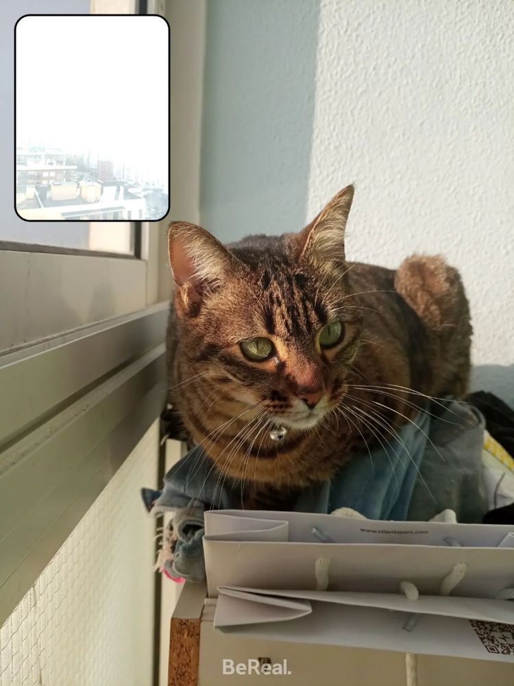 Gata para adoção responsábel