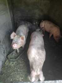 Продам 2 свині на домашньому годуванні без преміксів