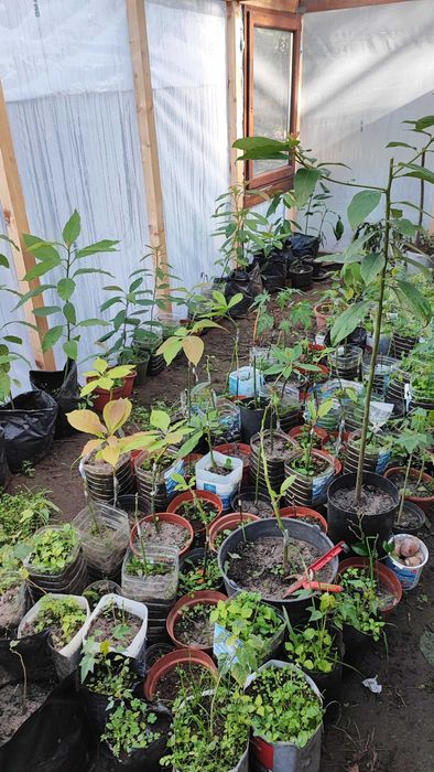 Abacateiro enxertado