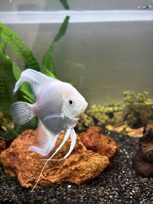 Peixe Escalar Branco