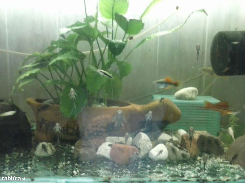 Glonojad - Zbrojnik niebieski