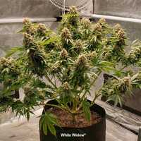 Marihuana oryginalna White Widow THC - HIT