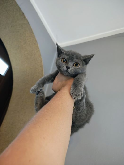 Kocurek hero brytyjski gotowy do odbioru