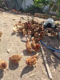 Vendo galinhas poedeiras
