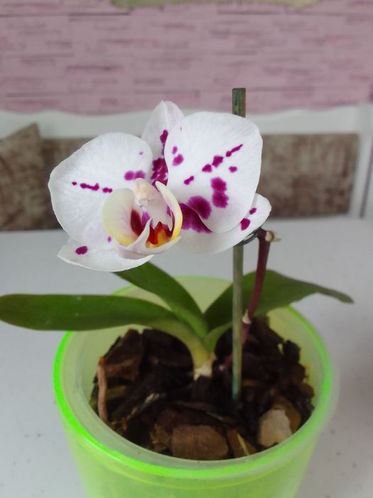 Орхидея из домашней коллекции.