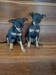 Pinscher miniatura