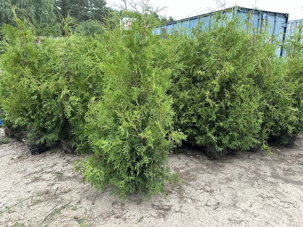 Tuje tuja thuja brabant 100-150 cm doniczka Dowozimy sadzimy.