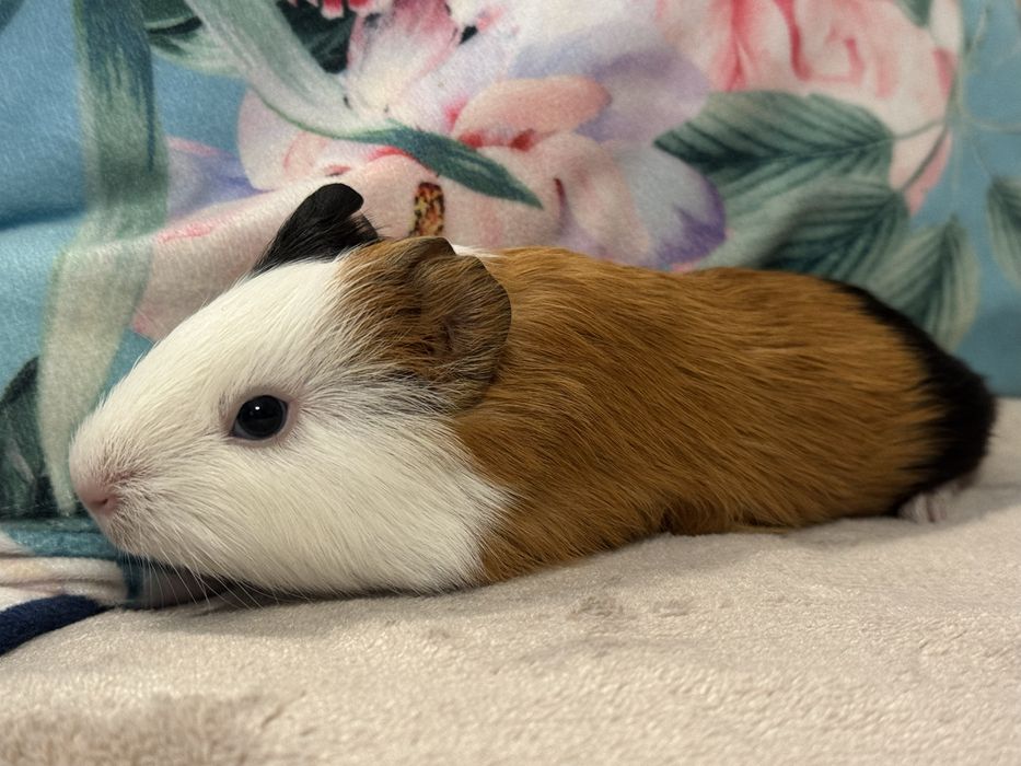 Śliczny Samiec Świnka Morska Kawia Domowa Gladkowlosa