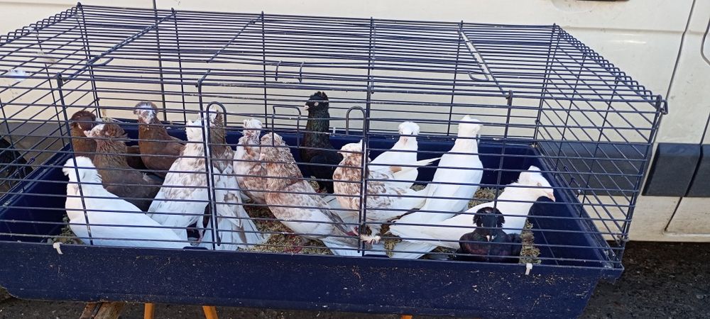 Sokoły Gdańskie , Sokół Gdański