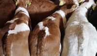 Byczki mięsne polskie jałóweczki