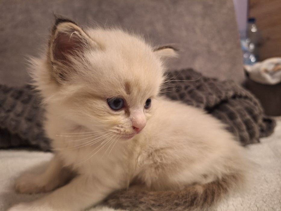 Ragdoll chłopczyk seal bicolor lynx