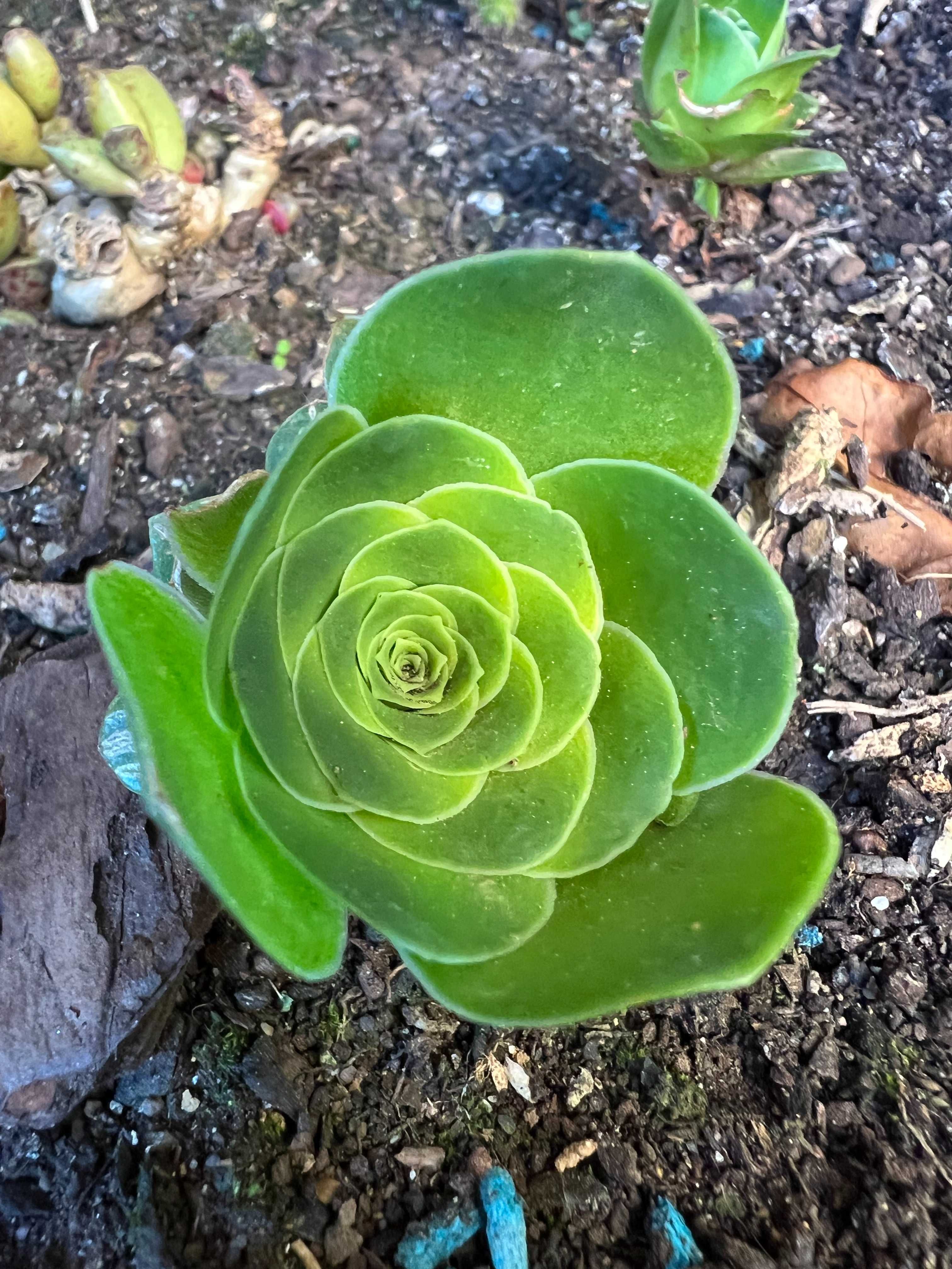 Suculenta Aeonium Dodrantale