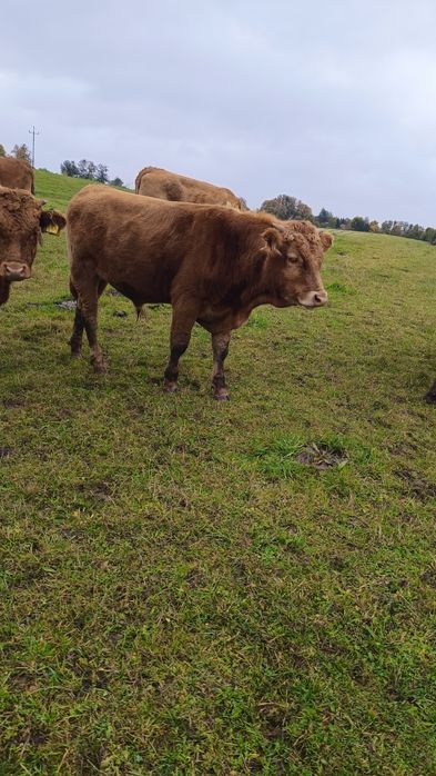 Sprzedam odsadki 16 szt