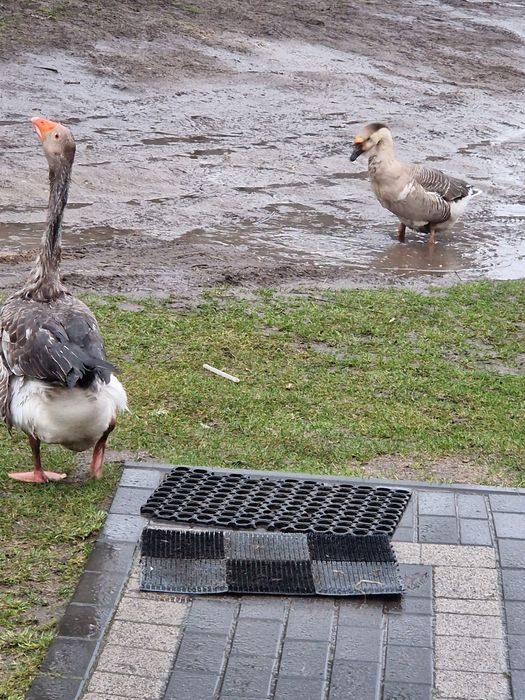 Gęsi z mają landes i kolbucka zapraszam