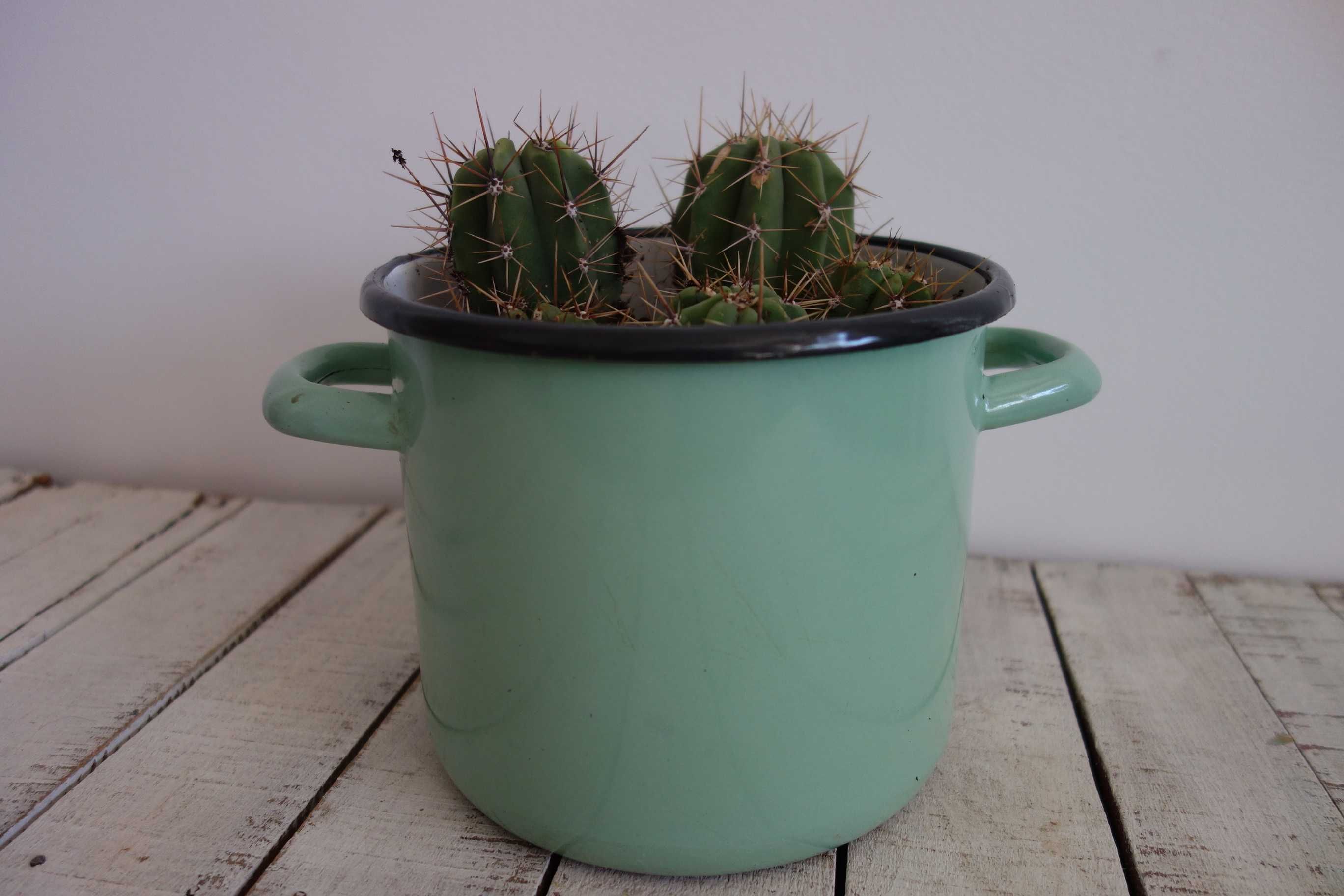 5 szt. kaktusy zdrowe rośliny doniczkowe emalia z OLkusza