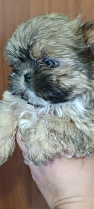 Продам щенка ши-тцу