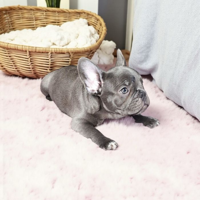 Голубая девочка 2 мес. Киев