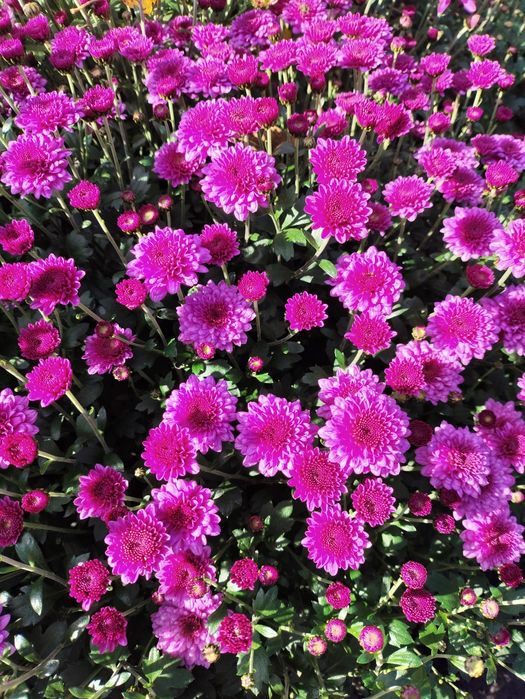 Хризантема мультифлора