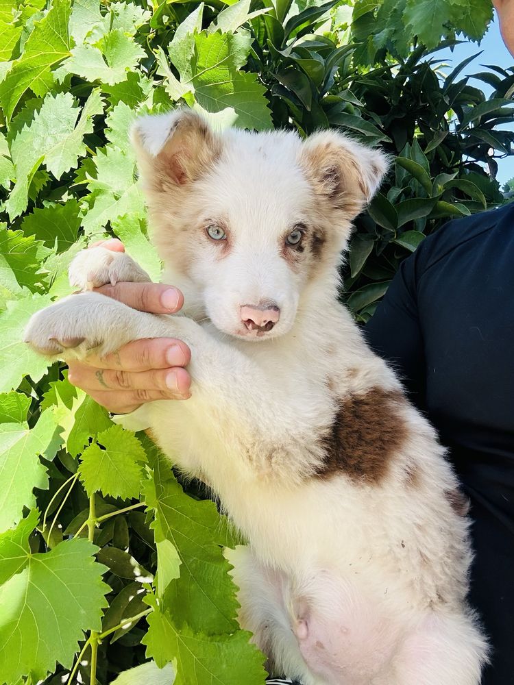 Menino border collie red merle um olho azul outro verde