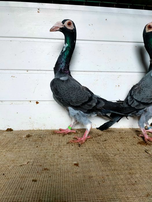 Gołębie rasowe, kariery, karier