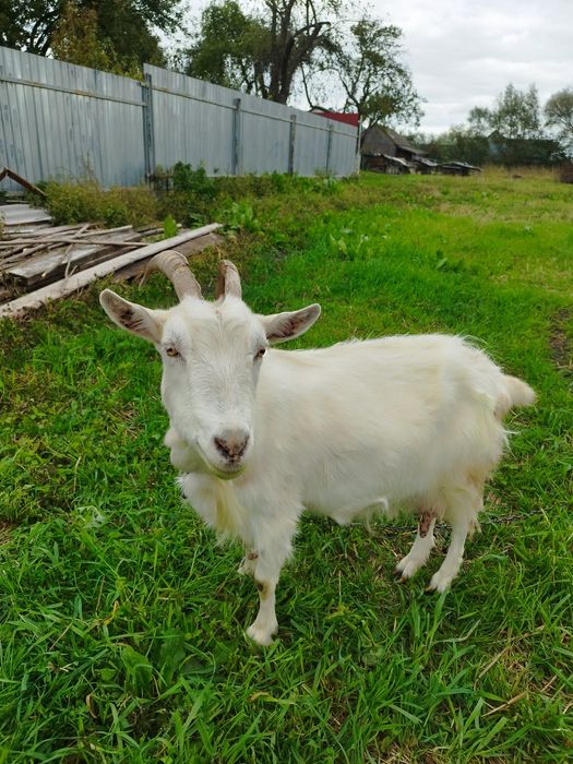 Коза  Волиньська область