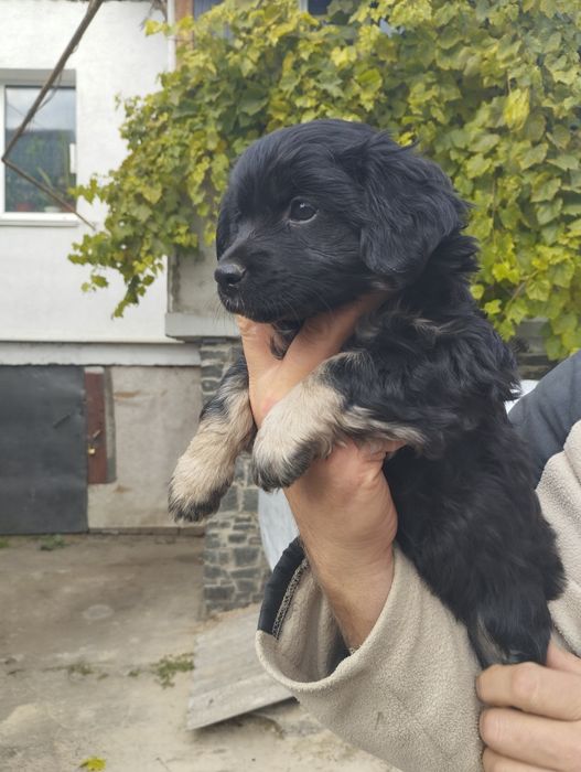 Милі собачки маленької породи.