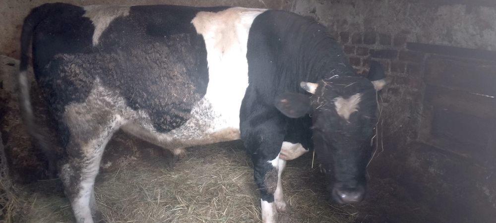 Продам великого бика