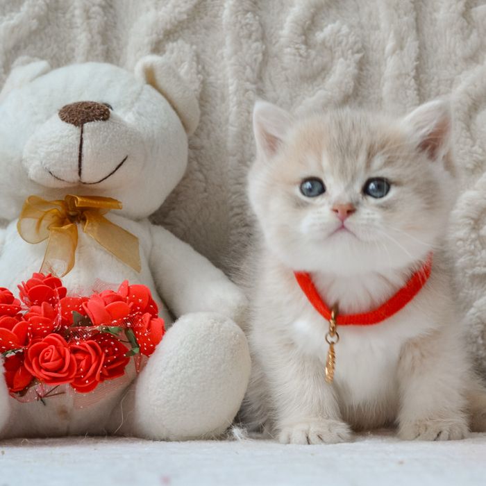 Котик британської породи