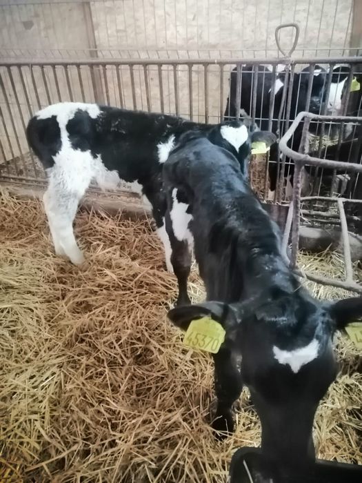 Nowa dostawa 21.11 Polskie cielęta byczki i jałówki