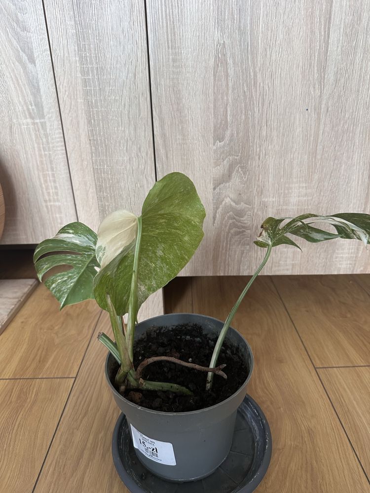 TYLKO ODBIÓR OSOBISTY! Monstera Variegata 3 listna