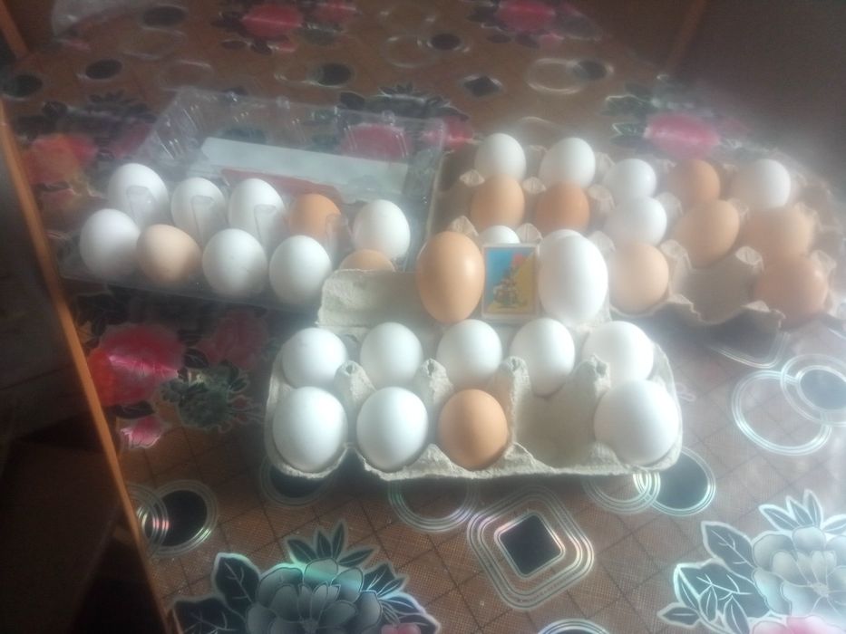 яйца  домашних кур