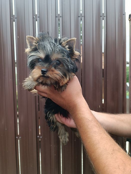 Курносая девочка Йорочка