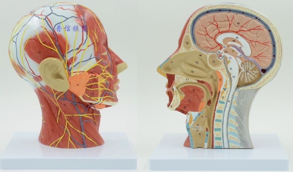 Сечение головы носоглотка череп человека модель макет нос ухо мозг