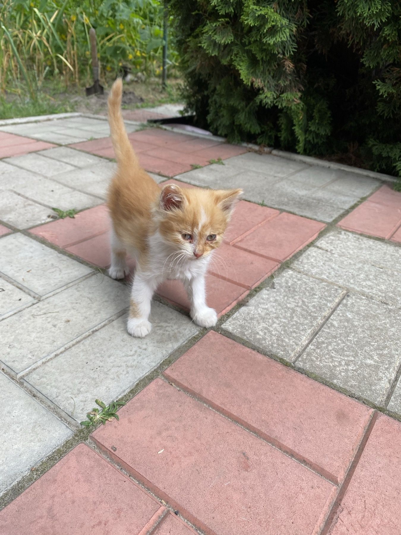 Віддам чудових кошенят!