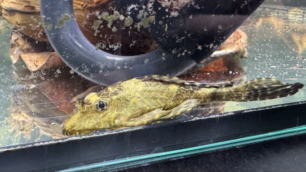 pleco palhaco.