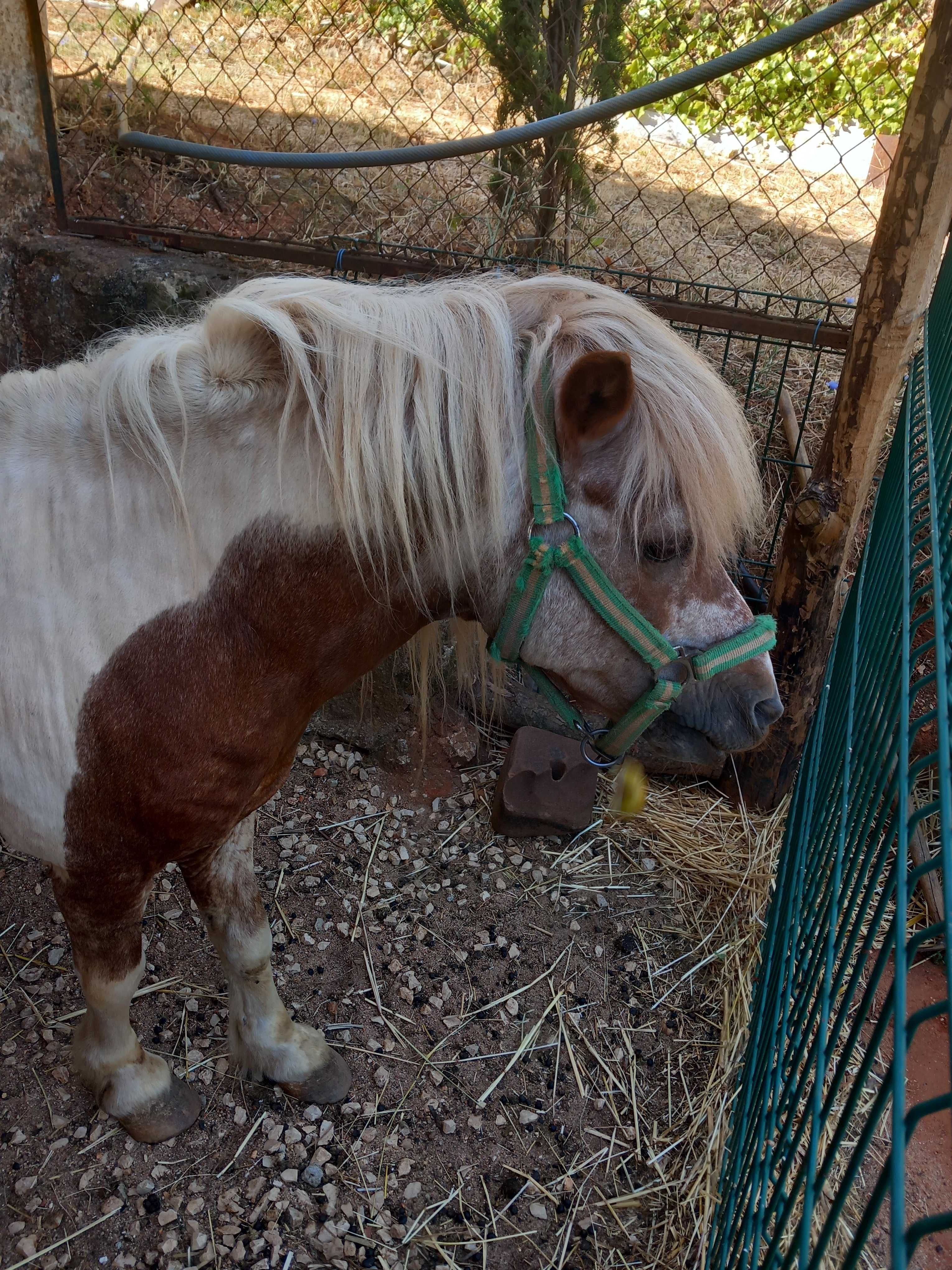 Poney  para venda