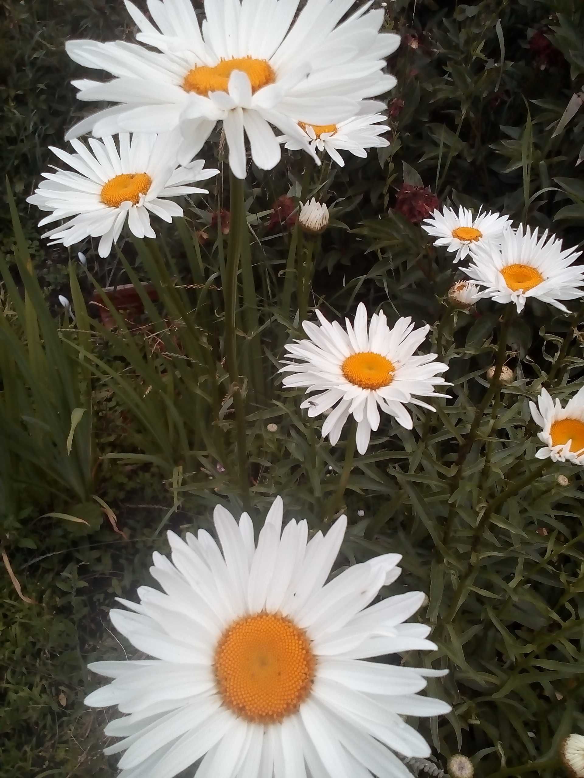 Флокси-довгоквітуючі квіти саду,ромашка