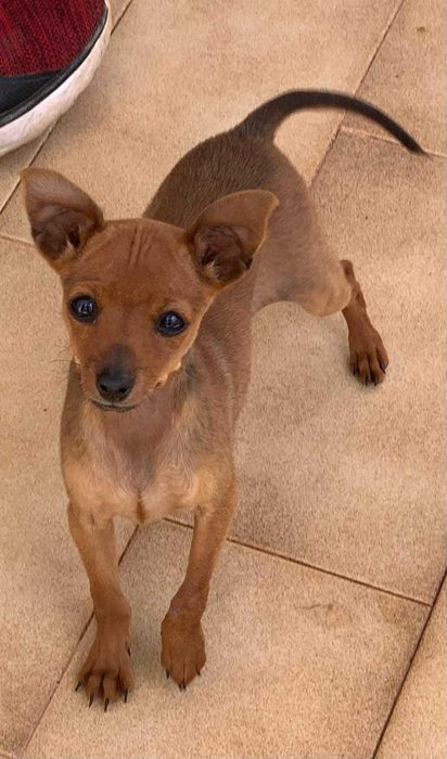 Doação de 3 cadelinhas de porte pequeno