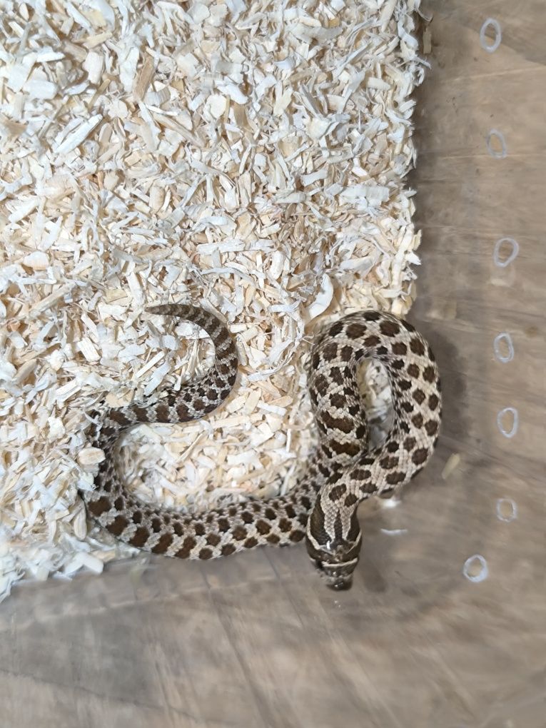 Heterodon zachodni