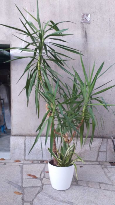 Yucca Pata de Elefante