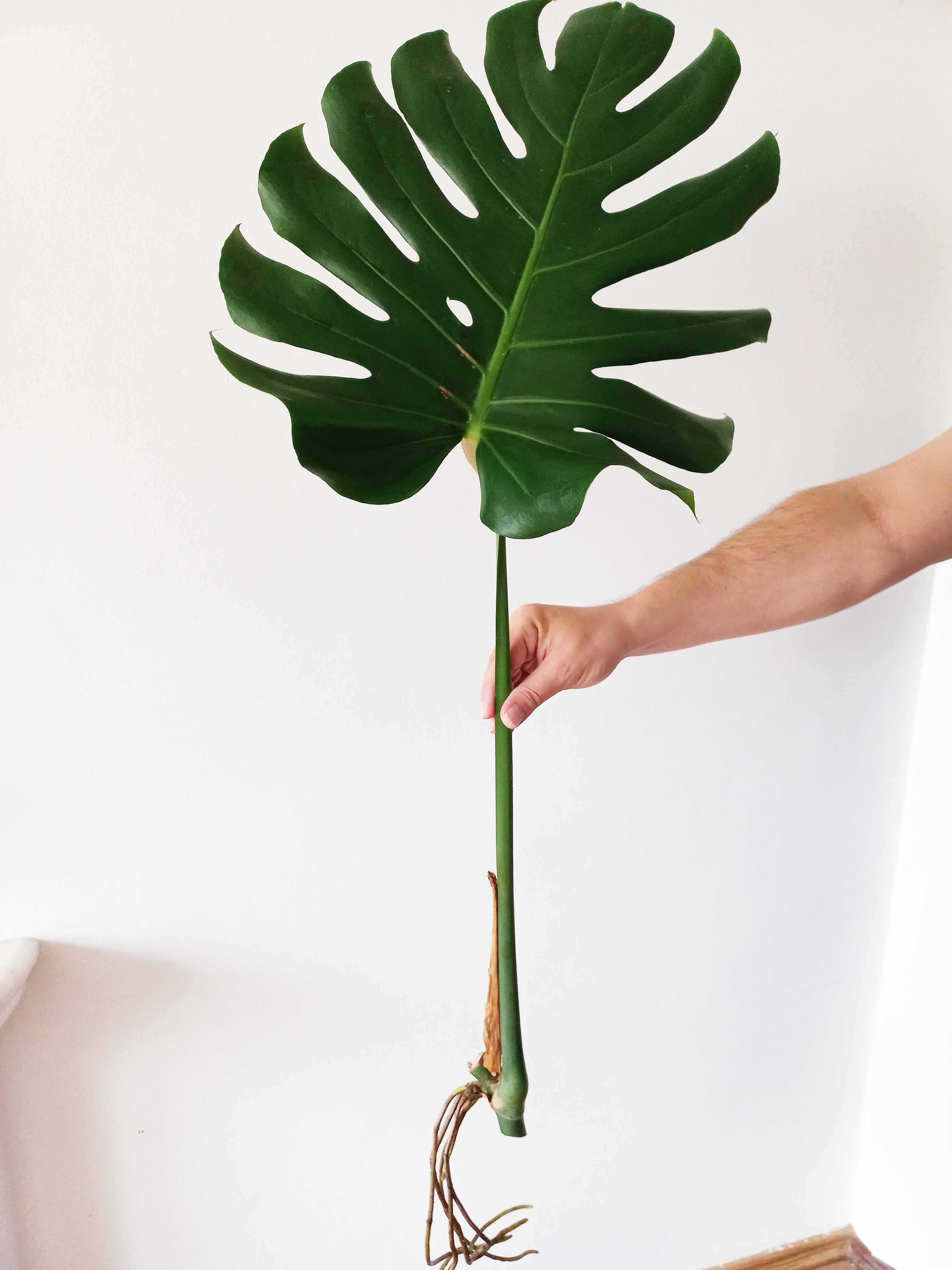 Monstera deliciosa – sadzonki z ogromnymi liśćmi.