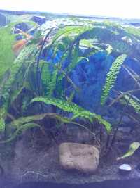 Roślina Cryptocoryne crispatula Balansae KARBOWANA