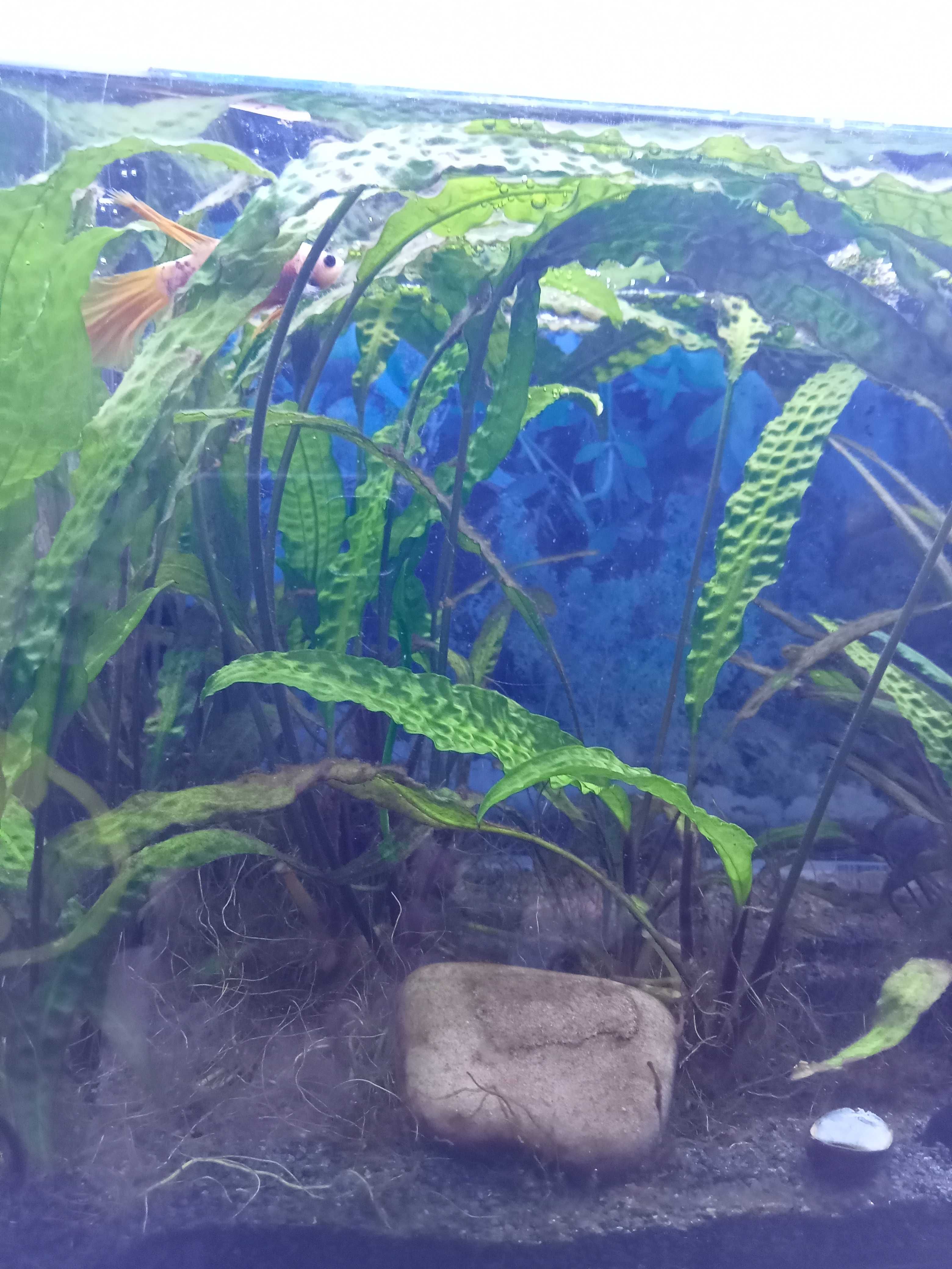 Roślina Cryptocoryne crispatula Balansae KARBOWANA