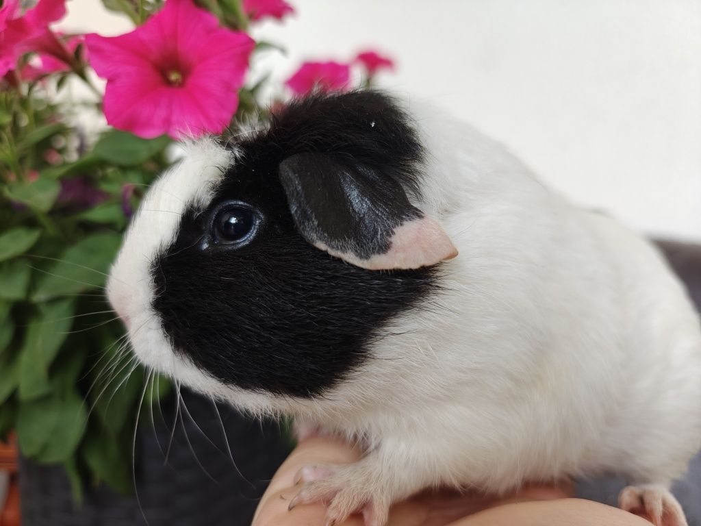 Świnka morska samiec Teddy x Crested